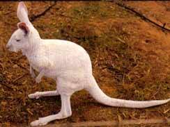 Wave Rock Hotel Motel - Accommodation Mount Tamborine 6