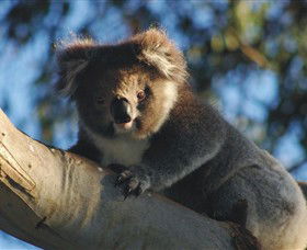 Bimbi Park Camping Under Koalas - Accommodation Mount Tamborine 0