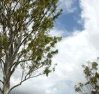 Glen Villa Resort and Tourist Park Casino - Accommodation Mount Tamborine