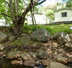 Mt Warning Rainforest Park - Accommodation Mount Tamborine