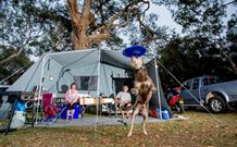North Coast Holiday Parks North Haven - Accommodation Mount Tamborine 6