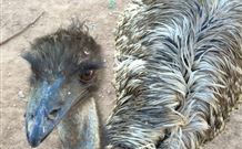 Warrawong On The Darling - Accommodation Mount Tamborine 4