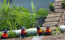Aquajet Motel - Coffs Harbour - Accommodation Mount Tamborine 4