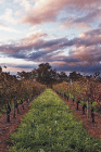 Lamonts Winery Restaurant  Gallery - Accommodation Mount Tamborine