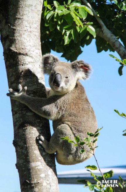 Esk Caravan Park And Rail Trail Motel - Accommodation Mount Tamborine 5