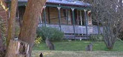 Cedar Lodge Cabins - Accommodation Mount Tamborine 3