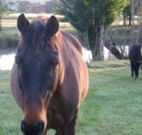 Reynella Kosciusko Rides Accommodation - Accommodation Mount Tamborine