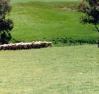 Gooromon Park Cottages - Accommodation Mount Tamborine