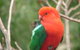 Salisbury Lodges And Araluen Restaurant - thumb 2