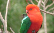 Salisbury Lodges And Araluen Restaurant - Accommodation Mount Tamborine 2