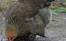 Love Me Tender - Accommodation Mount Tamborine 2