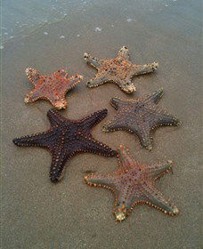 The Oaks On Facing Island - Accommodation Mount Tamborine 2