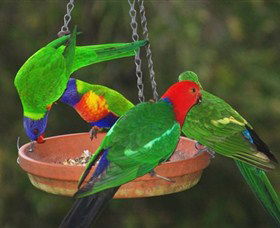 Bellthorpe Stays - Nature's Retreat - Accommodation Mount Tamborine 3