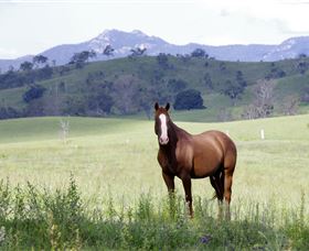 Marchioness Farmstay - Accommodation Mount Tamborine 1