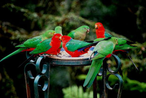 Huntington Cottage - Accommodation Mount Tamborine 8