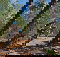 Back Yamma State Forest - Accommodation Mount Tamborine