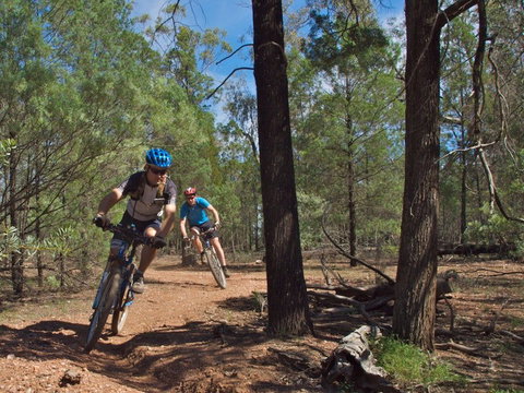Back Yamma State Forest - Accommodation Mount Tamborine 0