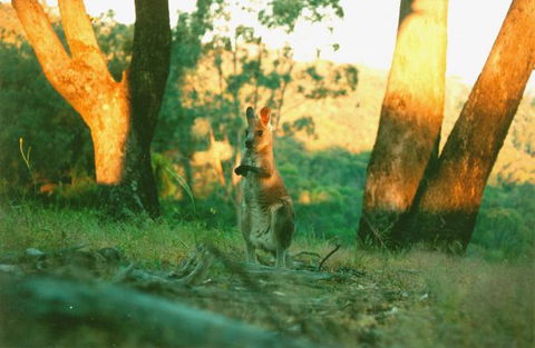 Kingbilli - Accommodation Mount Tamborine 7