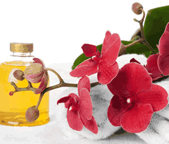 Sunny Hill Retreat Accommodation  Day Spa - Accommodation Mount Tamborine