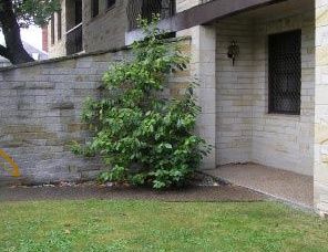 Avon Court Apartments - Accommodation Mount Tamborine 2