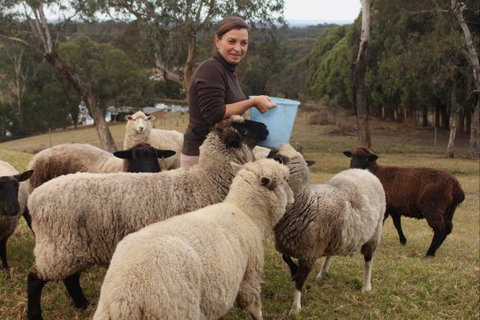 Blueberry Hills On Comleroy - Accommodation Mount Tamborine 7