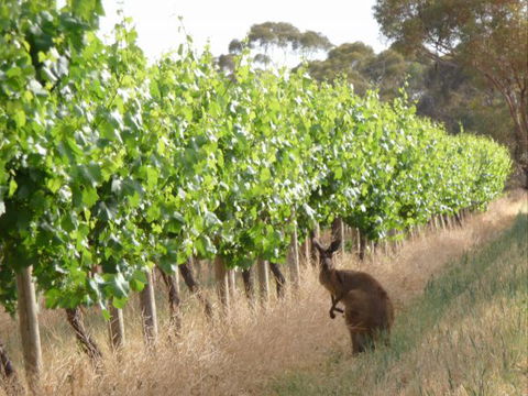 Angas Plains Wines Suites - Accommodation Mount Tamborine 6