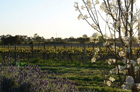 Angas Plains Wines Suites - Accommodation Mount Tamborine 7