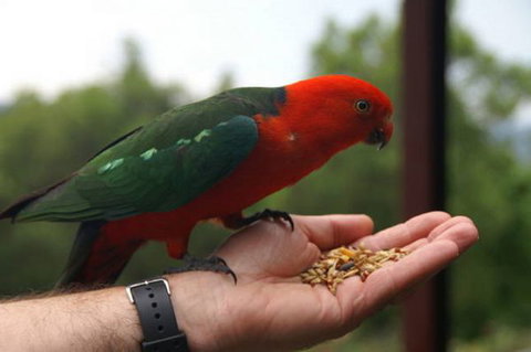 Barrington Tops Escapes - Accommodation Mount Tamborine 0