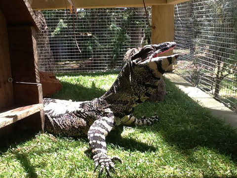 Beechworth Wildlife Stays - Accommodation Mount Tamborine 6