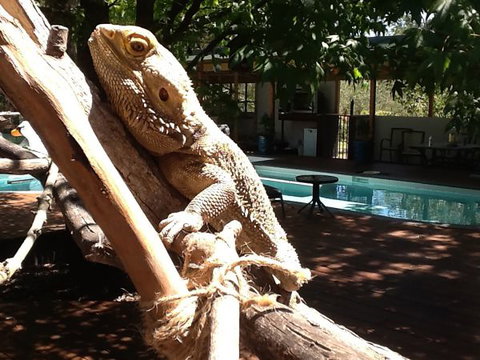 Beechworth Wildlife Stays - Accommodation Mount Tamborine 7