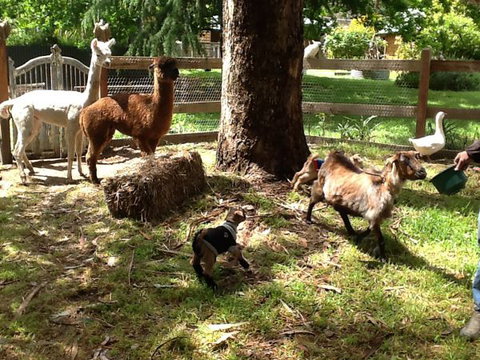 Beechworth Wildlife Stays - Accommodation Mount Tamborine 8