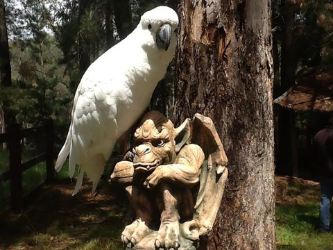 Beechworth Wildlife Stays - Accommodation Mount Tamborine 9