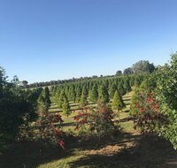 Rutherglen Christmas Trees Farm Stay - Accommodation Mount Tamborine