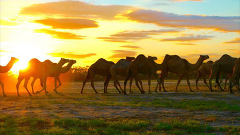 Shandonvale Station - Accommodation Mount Tamborine 4