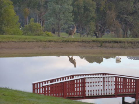 The Black Sparrow - Accommodation Mount Tamborine 3