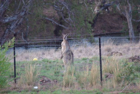 Yalooka Farm - Accommodation Mount Tamborine 9