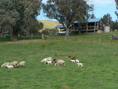 Gaddleen Grove Cottages - Accommodation Mount Tamborine 0