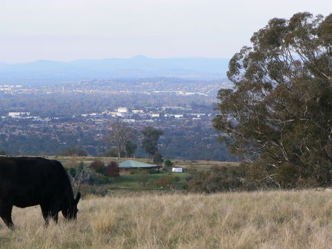 Gaddleen Grove Cottages - Accommodation Mount Tamborine 8