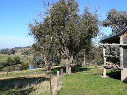 Gaddleen Grove Cottages - Accommodation Mount Tamborine 9