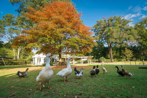 Kalinya Estate - Accommodation Mount Tamborine 8