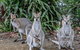 Maleny Country Cottages - thumb 9