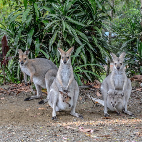 Maleny Country Cottages - Accommodation Mount Tamborine 9