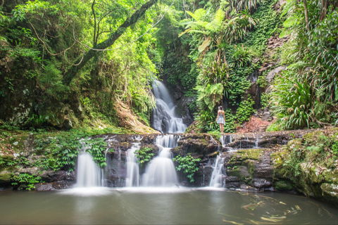O'Reilly's Rainforest Retreat - Accommodation Mount Tamborine 0