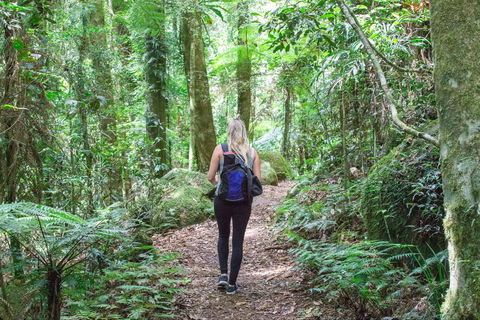 O'Reilly's Rainforest Retreat - Accommodation Mount Tamborine 5