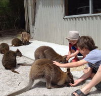 The Patriarch Wildlife Sanctuary Camping Ground - Accommodation Mount Tamborine
