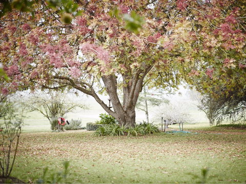 WillOaks B&B - Accommodation Mount Tamborine 8