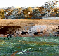 Lone Pine Homestead - Accommodation Mount Tamborine