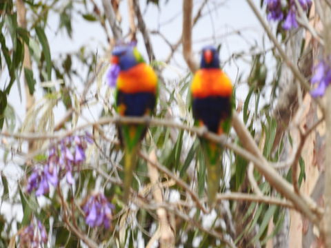 Twilight Grove Farm Bed And Breakfast - Accommodation Mount Tamborine 0
