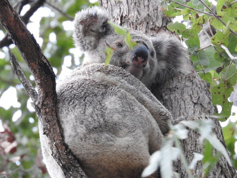 Twilight Grove Farm Bed And Breakfast - Accommodation Mount Tamborine 1