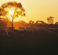 Clandulla Cottages  Farmstay - Accommodation Mount Tamborine